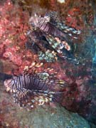 Lionfish. Pot�p�n� u ostrov� Togian, Una Una, lokalita Apollo. Indon�sie.