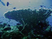 Pot�p�n� u ostrov� Togian, Una Una, lokalita Fishermania/Pinacle. Indon�sie.