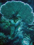 Pot�p�n� u ostrov� Togian, Una Una, lokalita Fishermania/Pinacle. Indon�sie.