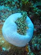 Klaun (Clown Anemonefish) ve sv�m hostiteli rostlin� anemone. Pot�p�n� u ostrov� Togian, Una Una, lokalita Fishermania/Pinnacle. Indon�sie.