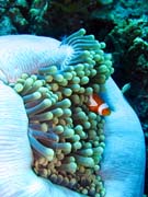 Klaun (Clown Anemonefish) ve sv�m hostiteli rostlin� anemone. Pot�p�n� u ostrov� Togian, Una Una, lokalita Fishermania/Pinnacle. Indon�sie.