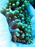 �ist�c� kreveta (Anemone Cleaning Shrimp). Pot�p�n� u ostrov� Togian, Una Una, lokalita Fishermania/Pinnacle. Indon�sie.