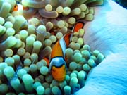 �ist�c� kreveta (Anemone Cleaning Shrimp) a Klaun (Clown Anemonefish) ve sv�m hostiteli rostlin� anemone. Pot�p�n� u ostrov� Togian, Una Una, lokalita Fishermania/Pinnacle. Indon�sie.