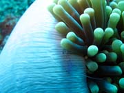 �ist�c� kreveta (Anemone Cleaning Shrimp). Pot�p�n� u ostrov� Togian, Una Una, lokalita Fishermania/Pinnacle. Indon�sie.