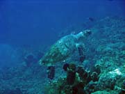Pot�p�n� u ostrov� Togian, Una Una, lokalita Fishermania/Pinnacle. Indon�sie.