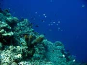 Pot�p�n� u ostrov� Togian, Una Una, lokalita Fishermania/Pinnacle. Indon�sie.