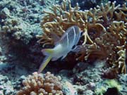Pot�p�n� u ostrov� Togian, Una Una, lokalita Fishermania/Pinnacle. Indon�sie.