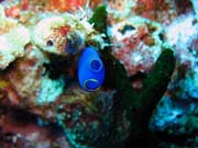 Pot�p�n� u ostrov� Togian, Kadidiri, lokalita Dominic Rock. Indon�sie.