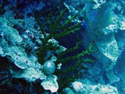 Pot�p�n� u ostrov� Togian, Kadidiri, lokalita Dominic Rock. Indon�sie.