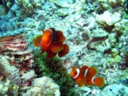 Klaun (Clown Anemonefish). Pot�p�n� u ostrov� Togian, Kadidiri, lokalita Dominic Rock. Indon�sie.