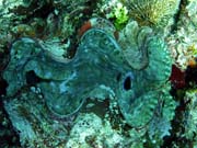 Giant Clam, Pot�p�n� u ostrov� Togian, Kadidiri, lokalita Dominic Rock. Indon�sie.