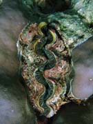 Giant Clam, Pot�p�n� u ostrov� Togian, Kadidiri, lokalita Dominic Rock. Indon�sie.