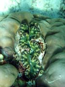 Giant Clam, Pot�p�n� u ostrov� Togian, Kadidiri, lokalita Dominic Rock. Indon�sie.