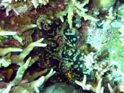 Giant Clam, Pot�p�n� u ostrov� Togian, Kadidiri, lokalita Dominic Rock. Indon�sie.
