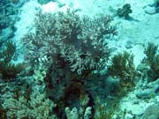 Pot�p�n� u ostrov� Togian, Kadidiri, lokalita Dominic Rock. Indon�sie.