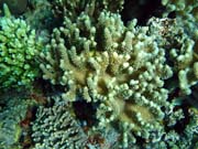 Pot�p�n� u ostrov� Togian, Kadidiri, lokalita Dominic Rock. Sulawesi, Indon�sie.