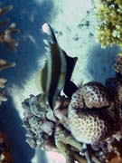 Bannerfish. Pot�p�n� u ostrov� Togian, Kadidiri, lokalita Dominic Rock. Sulawesi, Indon�sie.