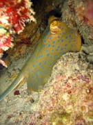 Rejnok, nebo-li Bluespotted ray (Dasyatis kuhlii). Pot�p�n� u ostrov� Togian, Kadidiri, lokalita Taipai. Sulawesi, Indon�sie.