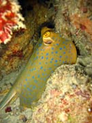 Rejnok, nebo-li Bluespotted ray (Dasyatis kuhlii). Pot�p�n� u ostrov� Togian, Kadidiri, lokalita Taipai. Sulawesi, Indon�sie.