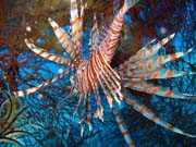 Lionfish. Pot�p�n� u ostrova Biak, lokalita Catalina wreck. Papua, Indon�sie.