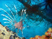Lionfish. Pot�p�n� u ostrova Biak, lokalita Catalina wreck. Papua, Indon�sie.