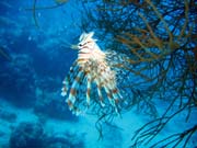 Lionfish. Pot�p�n� u ostrova Biak, lokalita Catalina wreck. Papua, Indon�sie.