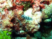 Nudibranch. Pot�p�n� u ostrova Biak, lokalita Catalina wreck. Papua, Indon�sie.