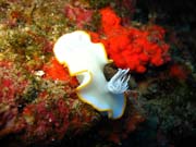 Ardeadoris Egretta Nudibranch. Pot�p�n� u ostrova Biak, ostrov Owi. Papua, Indon�sie.