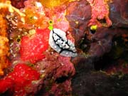 Nudibranch. Pot�p�n� u ostrova Biak, ostrov Owi. Papua, Indon�sie.