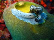 Nudibranch. Pot�p�n� u ostrova Biak, ostrov Owi. Papua, Indon�sie.