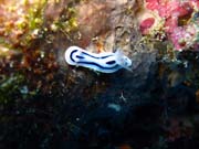 Nudibranch. Pot�p�n� u ostrova Biak, ostrov Owi. Papua, Indon�sie.