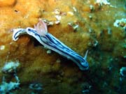Nudibranch. Pot�p�n� u ostrova Biak, ostrov Owi. Papua, Indon�sie.