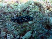 Polyclad flatworn. Pot�p�n� u ostrova Biak, ostrov Owi. Papua, Indon�sie.