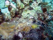 Pipefish. Pot�p�n� u ostrova Biak, ostrov Owi. Papua, Indon�sie.