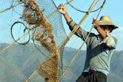 Tradi�n� lov ryb, jezero Inle. Myanmar (Barma).