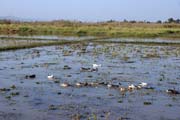 R��ov� pole okolo jezera Inle. Myanmar (Barma).