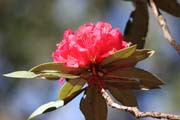Kv�t rododendr�du. Provincie Chin. Myanmar (Barma).