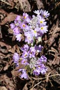 Kv�tiny cestou na Mt. Victoria. Provincie Chin. Myanmar (Barma).