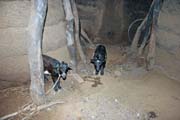 P��zem� domu tata somba - skladi�t� a tak� m�sto pro dobytek. Oblast Boukoumb�. Benin.