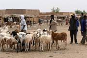 Trh s dobytkem ve m�st� Agadez. Niger.