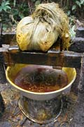 Lisov�n� p��rodn�ho oleje a palmov�ch plod�. �eka Lobe. Kamerun.