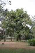 Botanick� zahrada, Limbe. Kamerun.