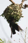 Snova� si stav� hn�zdo, N�rodn� park Korup. Kamerun.