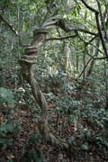 Li�na, N�rodn� park Korup. Kamerun.