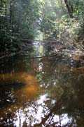 N�rodn� park Korup se nach�z� v z�padn�m Kamerunu u hranic s Nigeri�. Tvo�� ho tropick� de�tn� prales o rozloze 1259 �tvere�n�ch km. Park je domovem v�ce ne� 50 druh� velk�ch savc� a je vyhled�v�n pro svou vysokou rozmanitost. Kamerun.