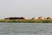 St�da a stany ko�ovn�ch pastevc� Bororo. Oblast jezera �ad. Kamerun.