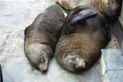 Lvouni u Waterfront v Cape Town. Jihoafrick� republika.