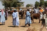 Vesnick� trh v Kujape - ��st s dobytkem. Oblast hor Mandara. Kamerun.