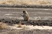 Opice se daj� potkat i bl�zko hlavn� silnice. Okol� m�sta Maroua. Kamerun.