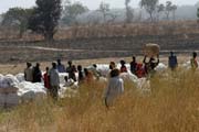 V�kup bavlny, obl�ben� m�stn� rostliny. Oblast u m�sta Garoua. Kamerun.
